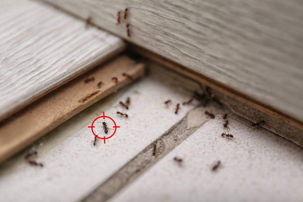 Trusted Gridley, CA Pest Control Experts