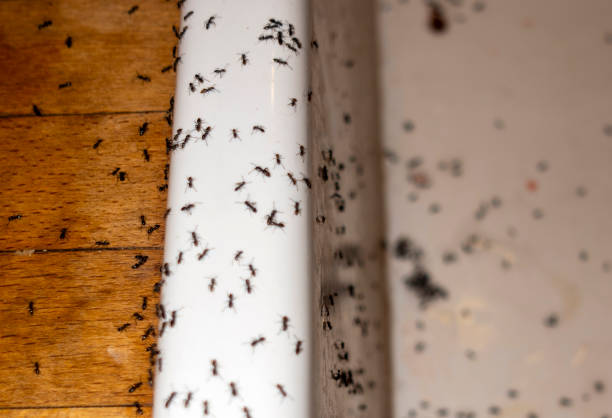 Best Local Pest Control Services  in Gridley, CA