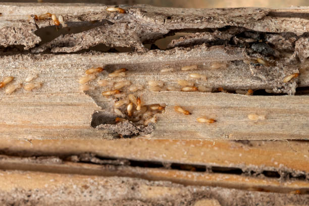Best Pest Control for Homes  in Gridley, CA